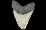 Bargain, Megalodon Tooth - North Carolina #82908-2